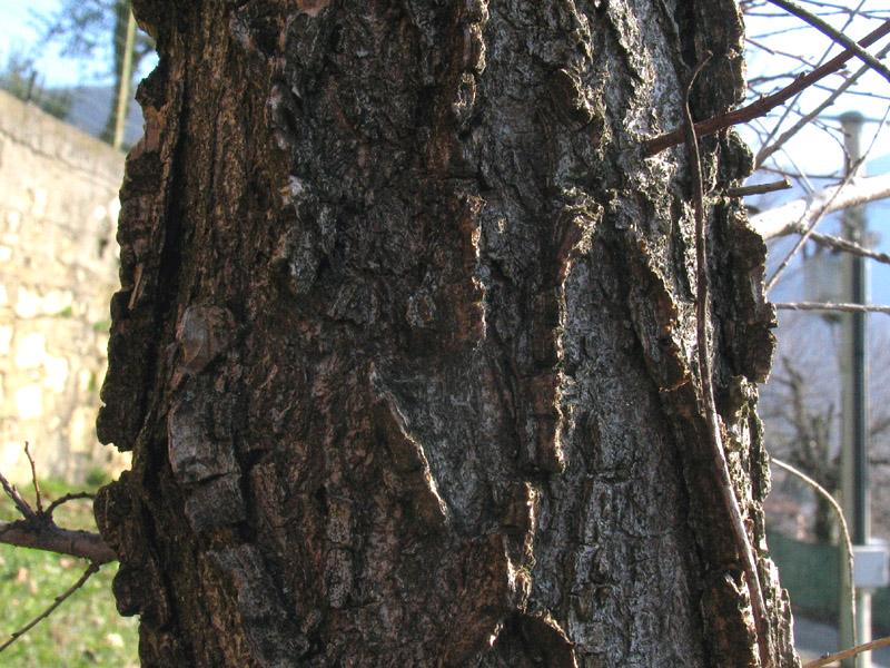 Differenze tra Acer campestre e Ulmus campestris